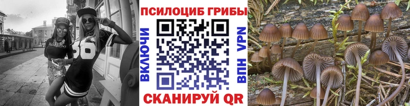 Псилоцибиновые грибы Cubensis сколько стоит Курчалой